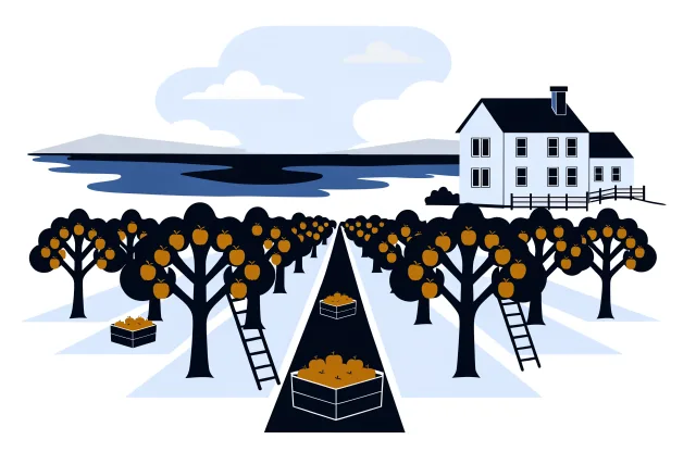 Annapolis Valley apple orchard with ladders, crates of apples, a farmhouse and a tidal bay.
